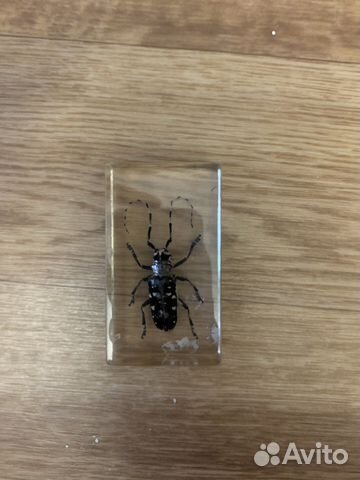 Насекомые под стеклом(коллекционные)
