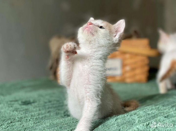 Котенок в дар