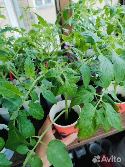 Рассада Томат