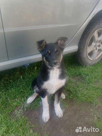 Собака в добрые руки отдам бесплатно