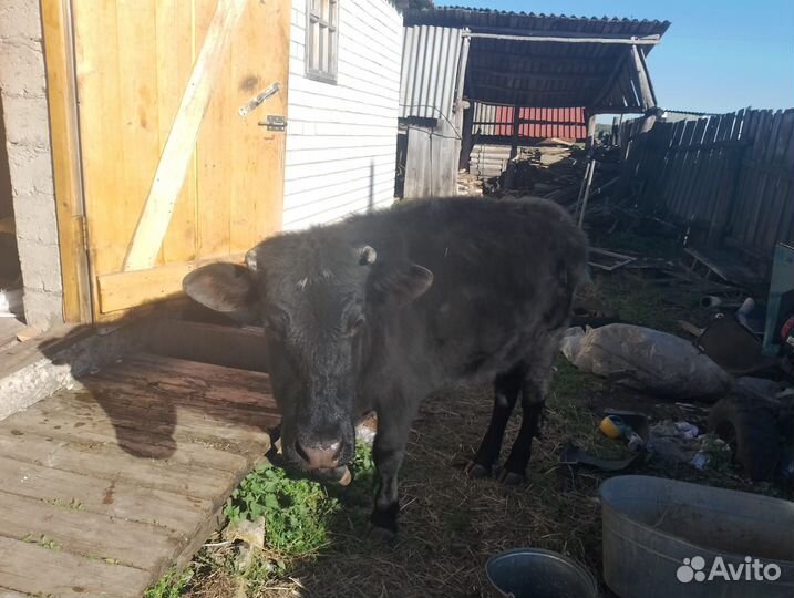 Коровы и телки