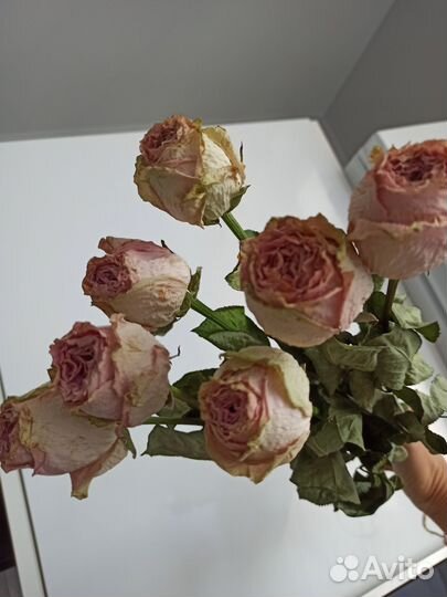 Розы засушенные, гипсофила