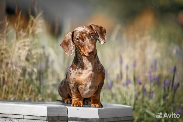 Такса миниатюра кофе-мрамор мальчик ждет в гости