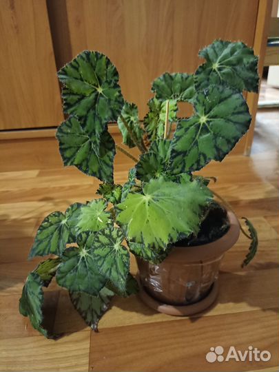 Бегония Бауэра