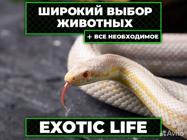 Маисовый полоз