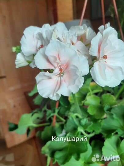 Пеларгония сортовая