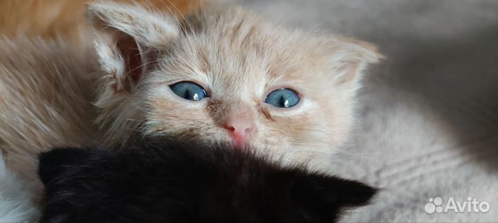 Шотландские котята