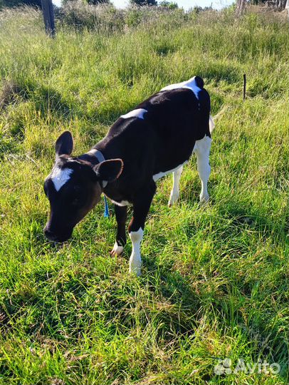 Корова дойная с теленком