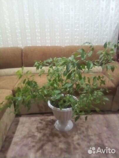 Фикус бенджамина