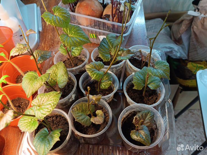 Батат рассада