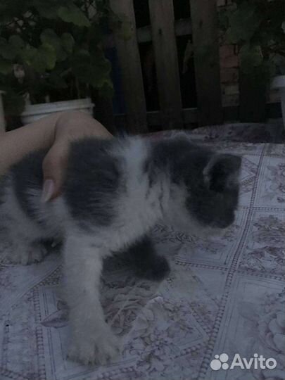 Котята от веслоухой кошки
