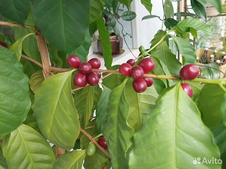 Укорененные черенки лимона и кофе