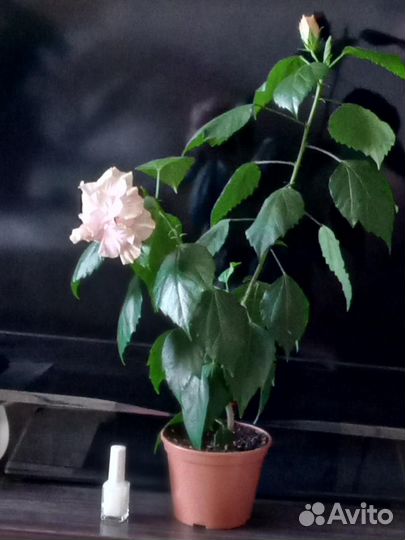 Гибискусы,фикус Лирата