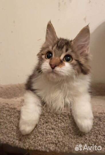 Девочка Виола