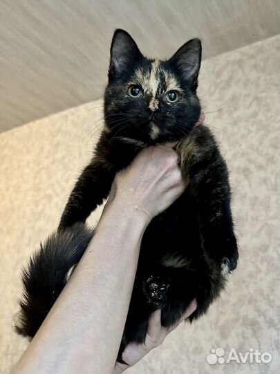 Трехцветные котята