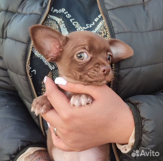 Девочки шоколадки