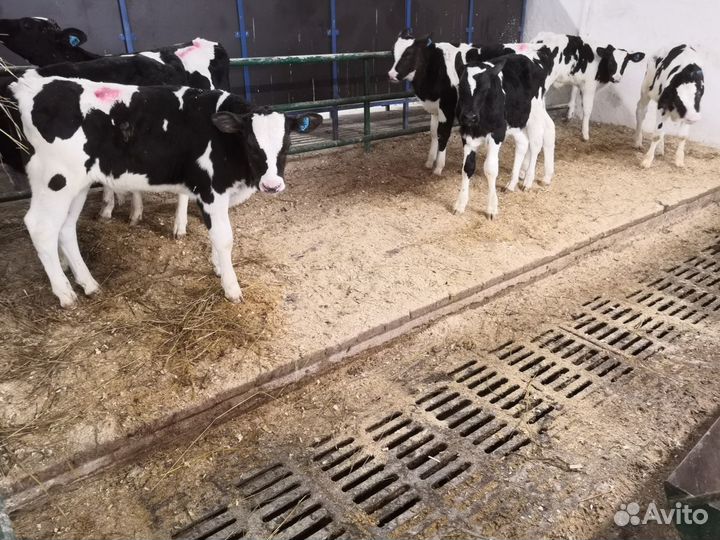 Телята бычки