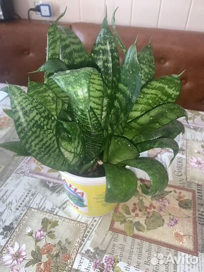 Сансевиерия ханни (щучий хвост)