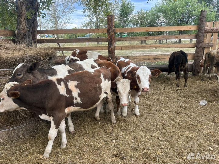 Продам телят