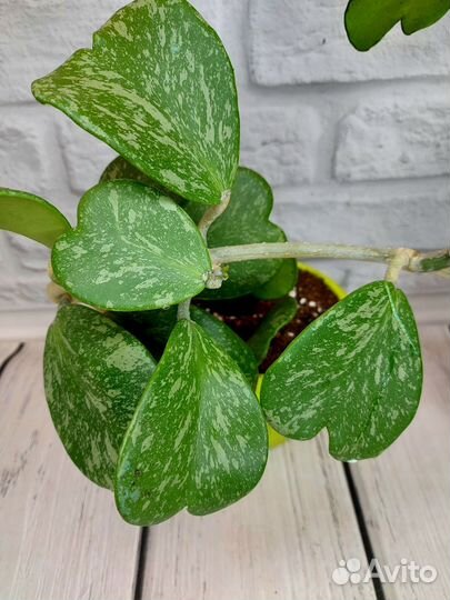 Хойя kerry сплеш, кентиана вар