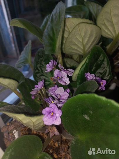 Фиалка филетовая / розовая