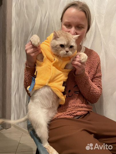 Костюм для собаки или кота