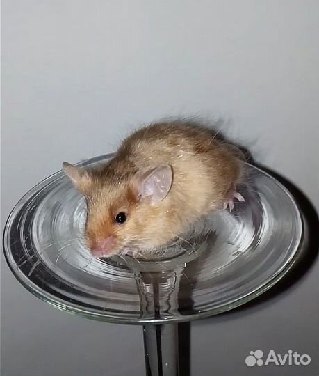 Милые мышки