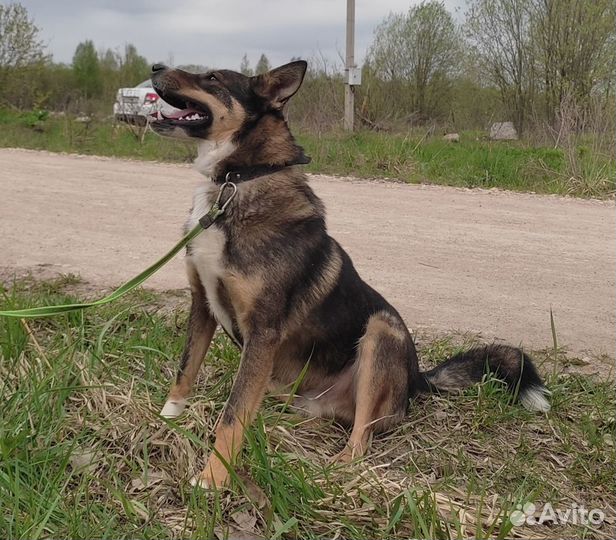 Собака в добрые руки отдам бесплатно