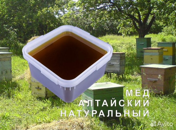 Мёд натуральный алтайский опт