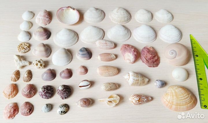 Морские ракушки пакетом (раковины, кораллы, морски