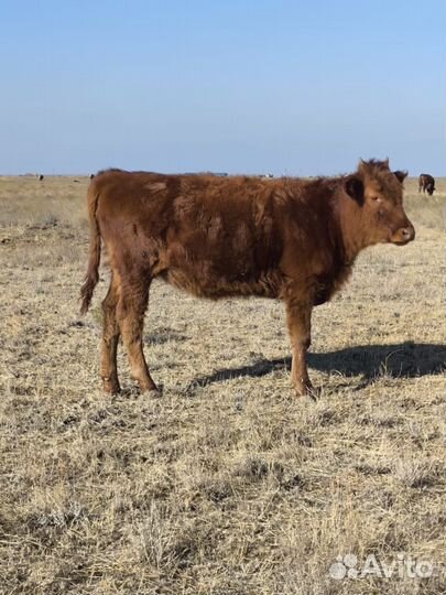 Бычки и телята