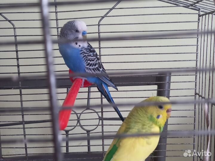 Волнистый попугай ручные