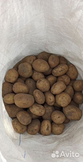 Продам картофель