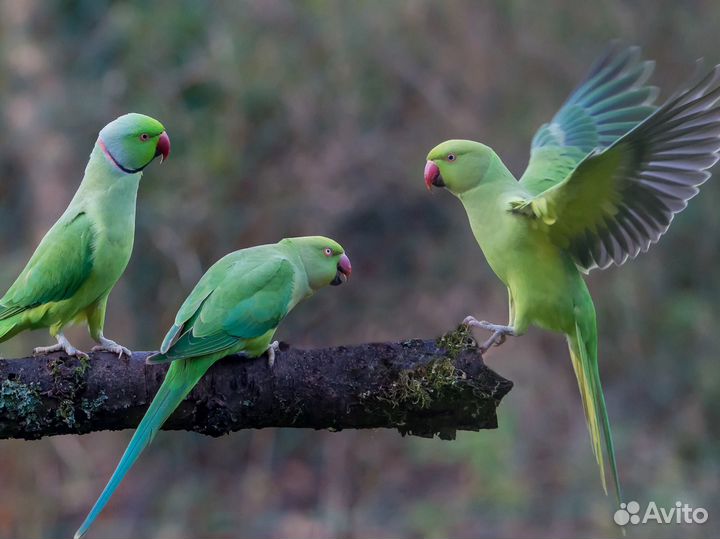 Ожереловый попугай