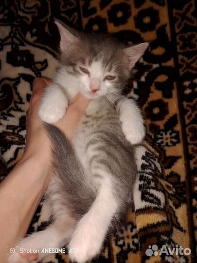 Коты и кошки