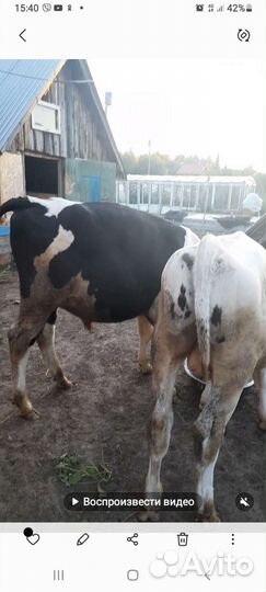 Тёлки и быки