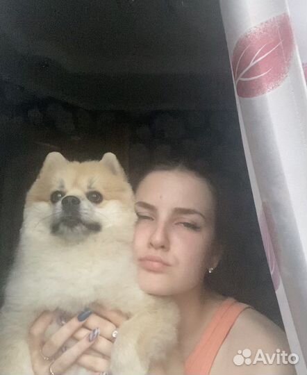 Шпиц мальчик вязка