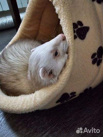 Вязка хорька