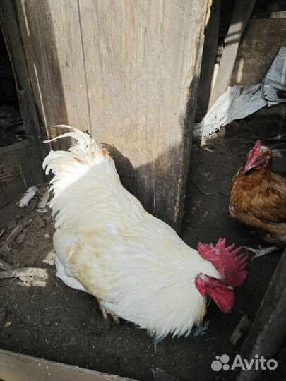Молодые петухи
