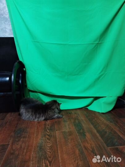 Фон хромакей