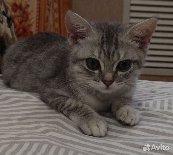 Британские котята