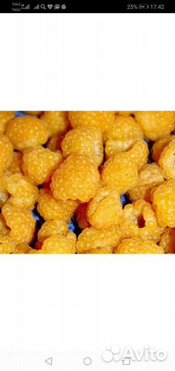 Малина желтая саженцы