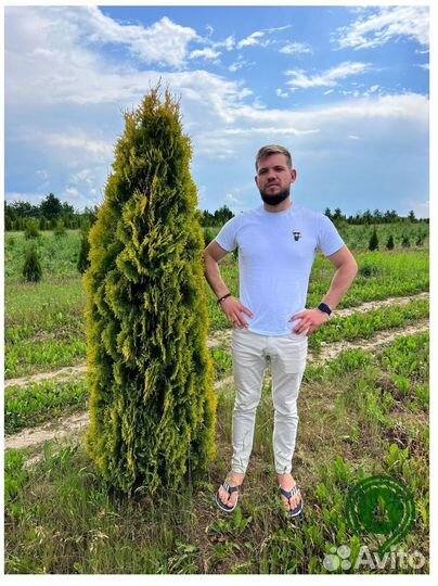 Туя колумна напрямую из питомника