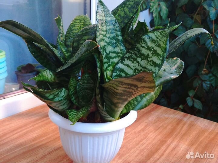 Сансевиерия. 1 детка