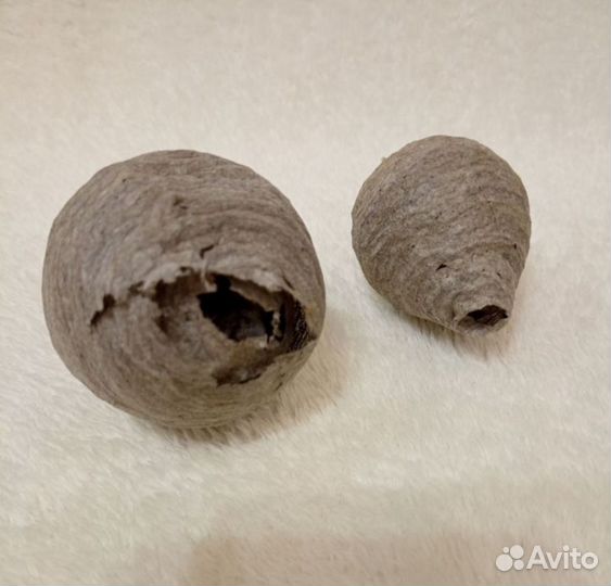 Осиное гнездо