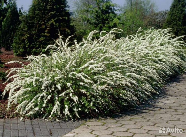 Спирея серая