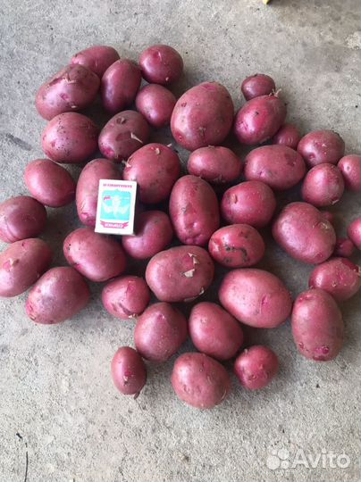 Картофель домашний