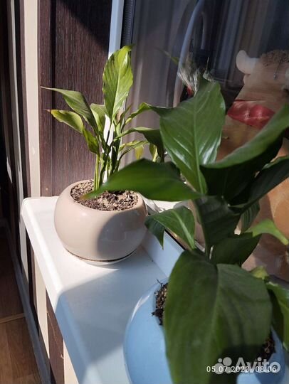 Спатифиллум