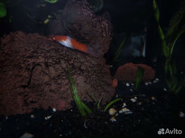 Аквариумные рыбки