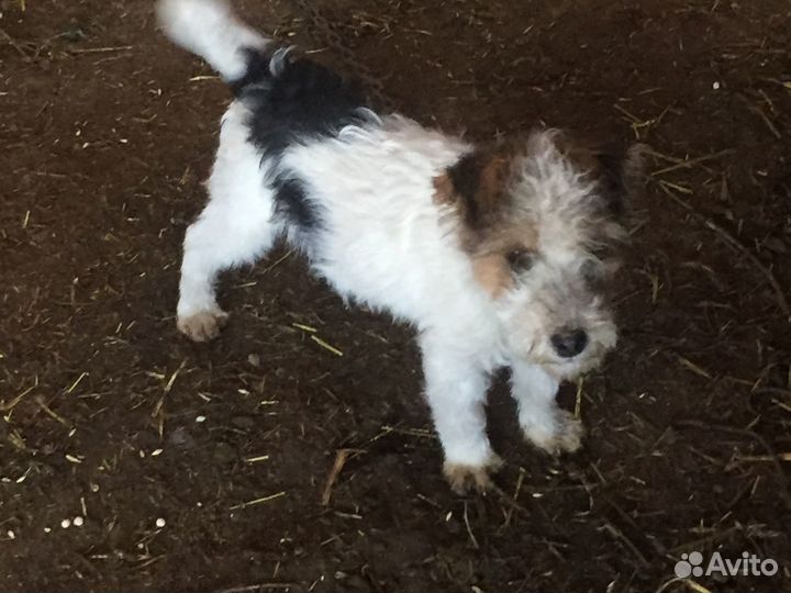 Фокстерьер